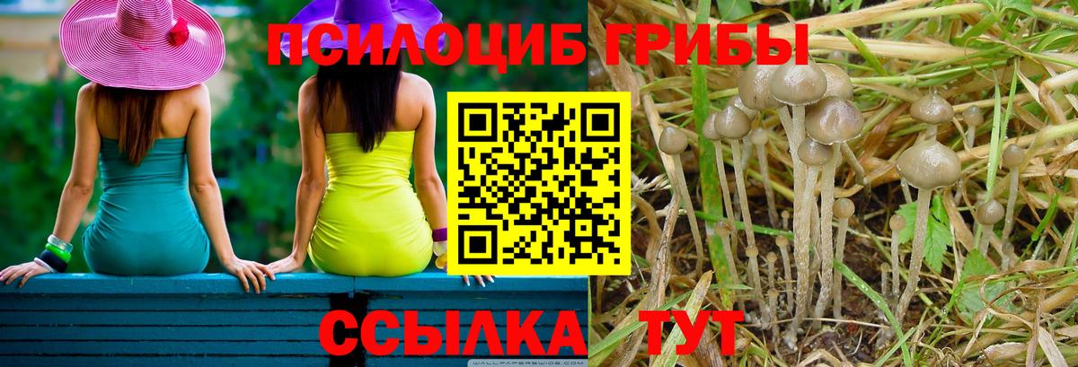 Псилоцибиновые грибы прущие грибы Михайловка