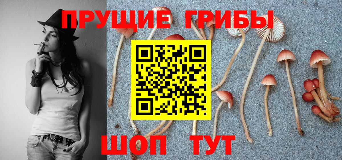 Михайловка  Галлюциногенные грибы прущие грибы  Галлюциногенные грибы Psilocybe  наркота  Вход с VPN 